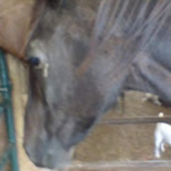 All the ponies! - Picture 3 of 8